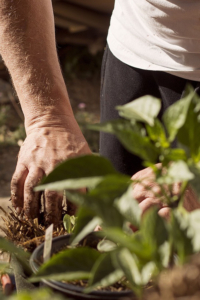 ibergroup-sevilla-cultivo